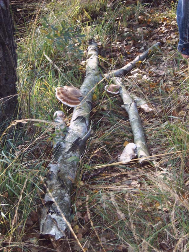 buurtver.2005 047
